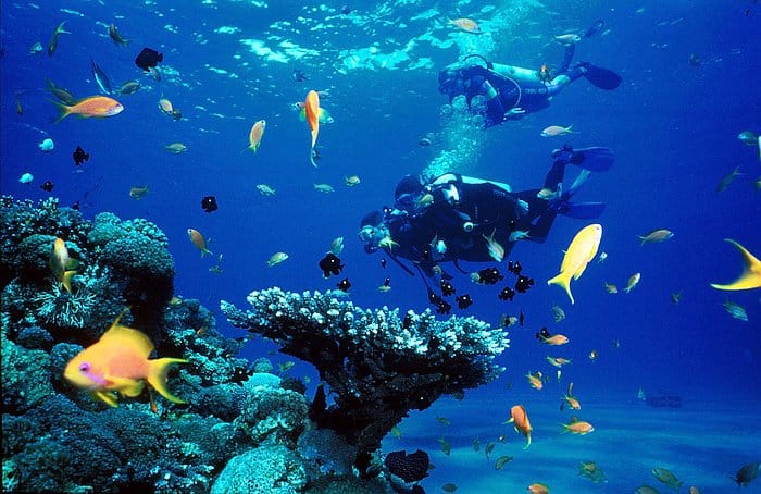 Coral and reef fish in Tubbataha Reefs Natural Park, Palawan.